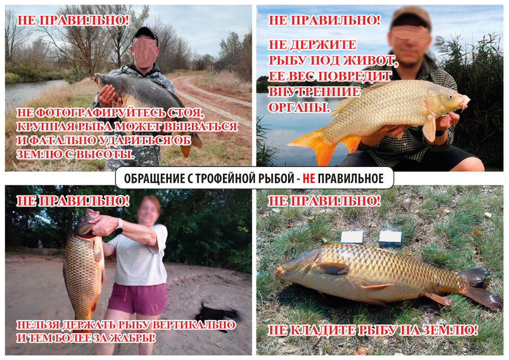 Как НЕправильно обращаться с рыбой